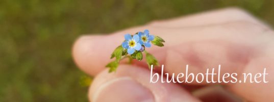 Bluebottles